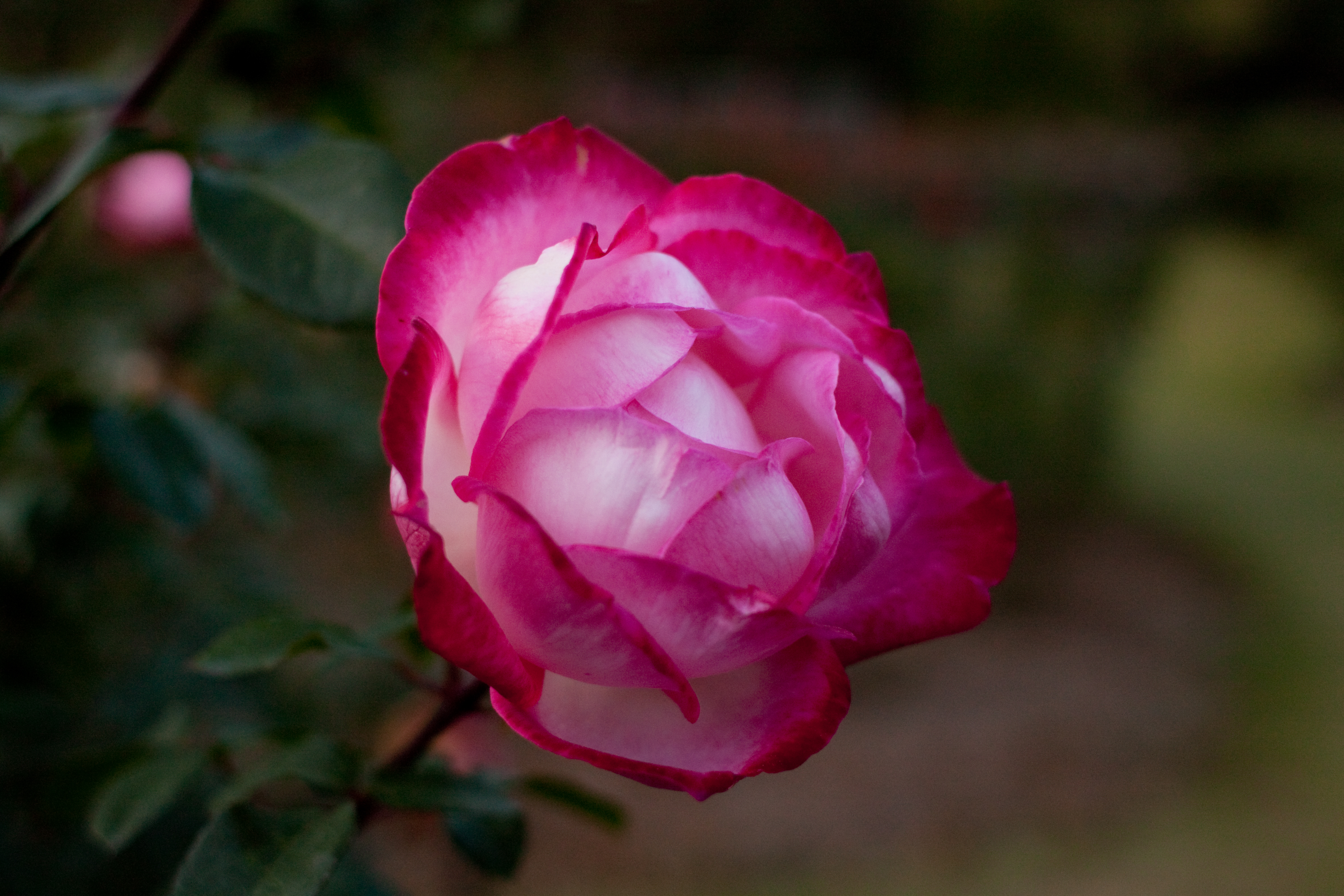 Handy-Wallpaper Blumen, Rose, Erde/natur kostenlos herunterladen.