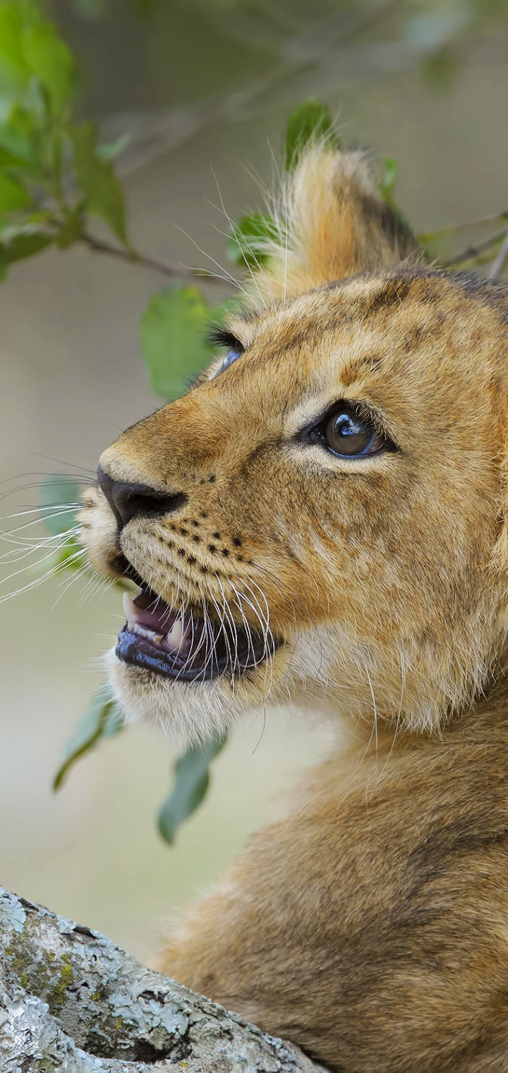 Téléchargez des papiers peints mobile Animaux, Chats, Lion, Lionceau, Bébé Animal gratuitement.