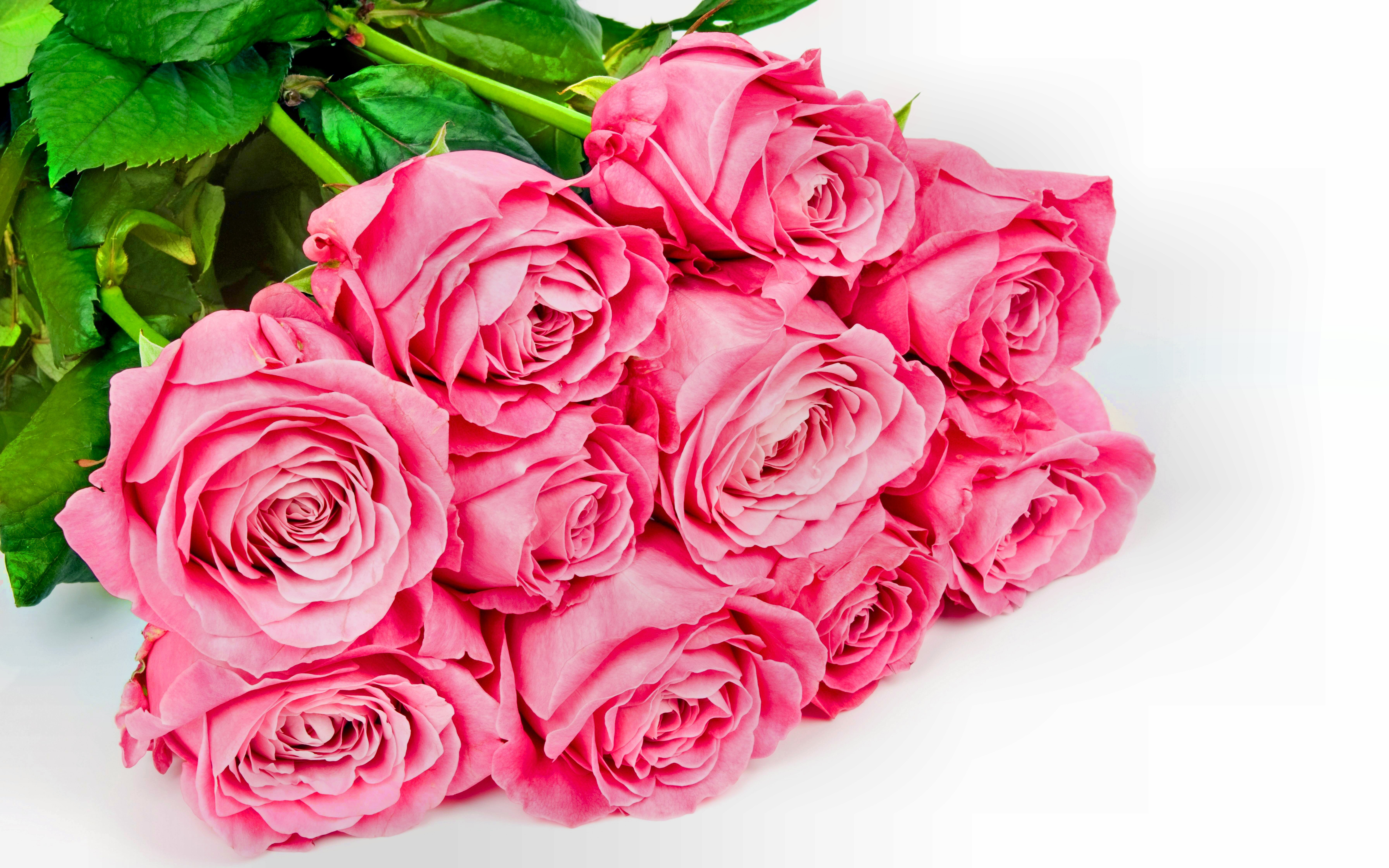 351658壁紙のダウンロードフラワーズ, 地球, 薔薇, 花, 葉, ピンクのバラ, バレンタイン・デー-スクリーンセーバーと写真を無料で
