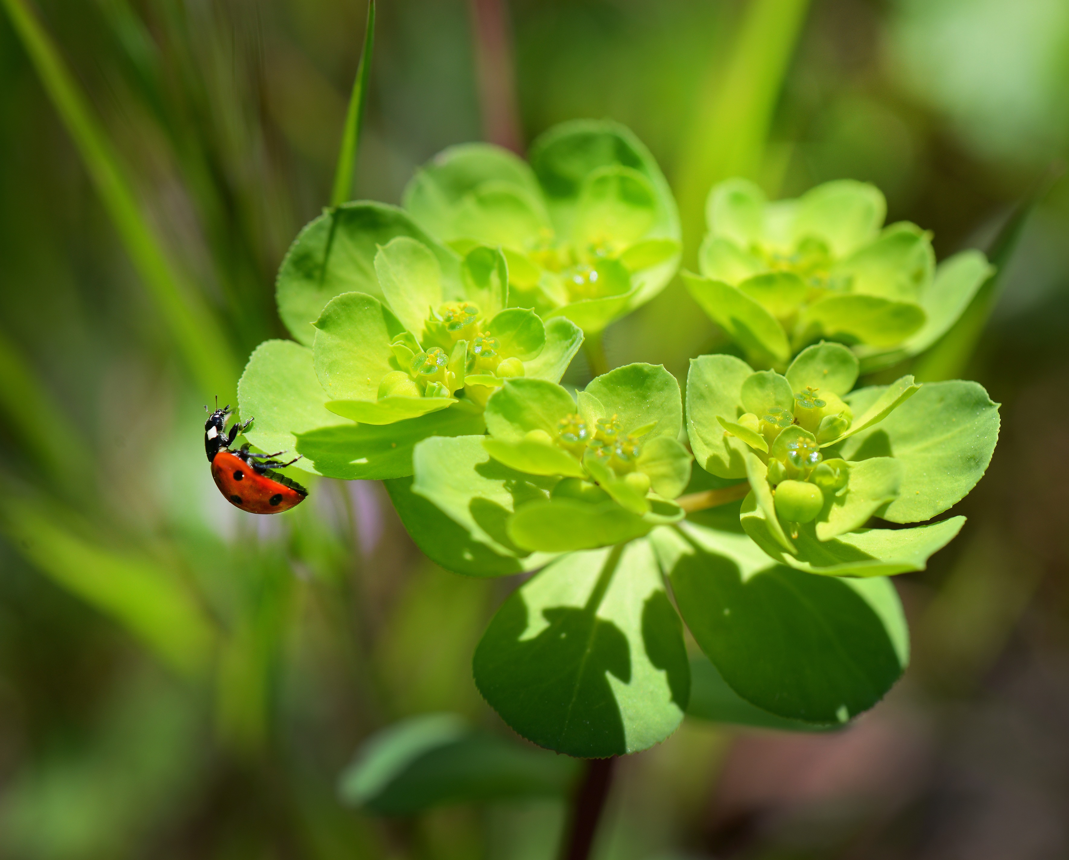 Laden Sie das Tiere, Natur, Marienkäfer, Insekt, Nahansicht-Bild kostenlos auf Ihren PC-Desktop herunter