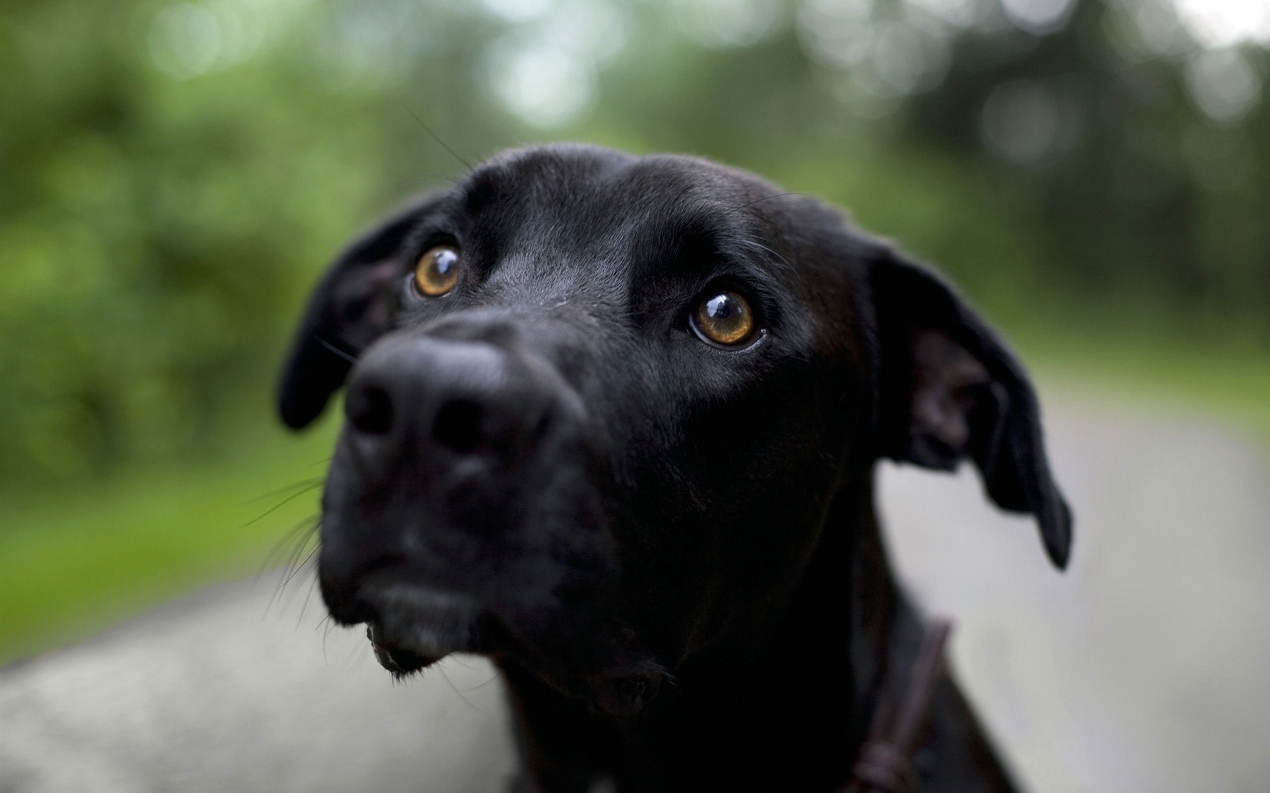 Handy-Wallpaper Tiere, Hunde, Hund kostenlos herunterladen.