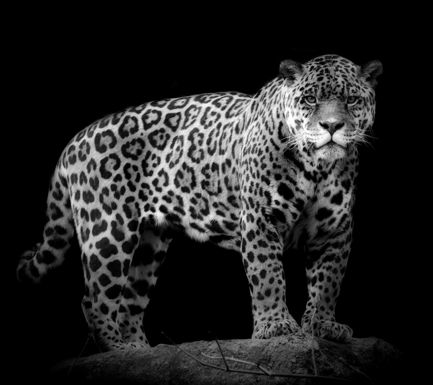 Descarga gratuita de fondo de pantalla para móvil de Animales, Gatos, Jaguar.