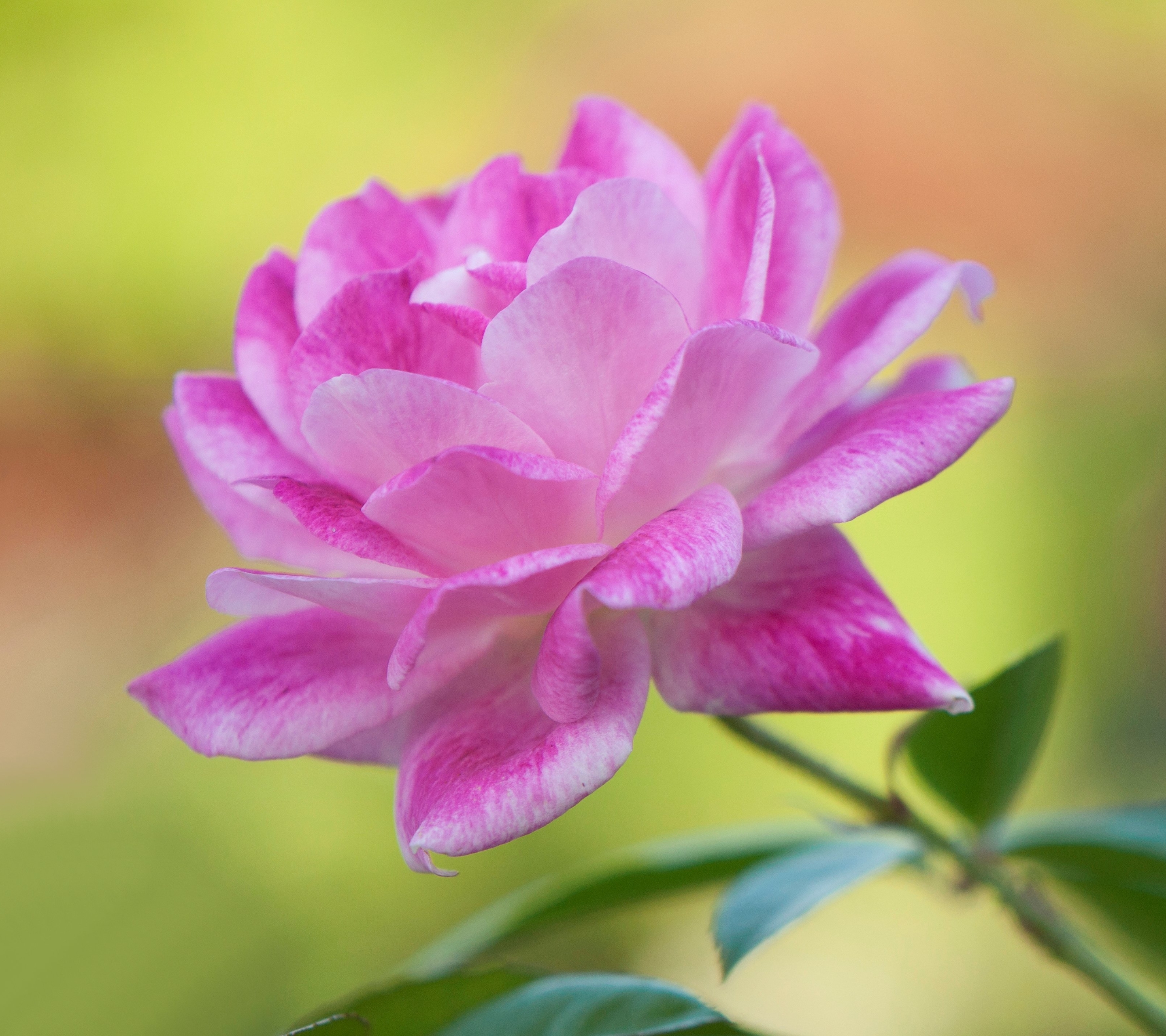 Laden Sie das Natur, Blumen, Blume, Rose, Erde/natur, Pinke Blume, Pinke Rose-Bild kostenlos auf Ihren PC-Desktop herunter