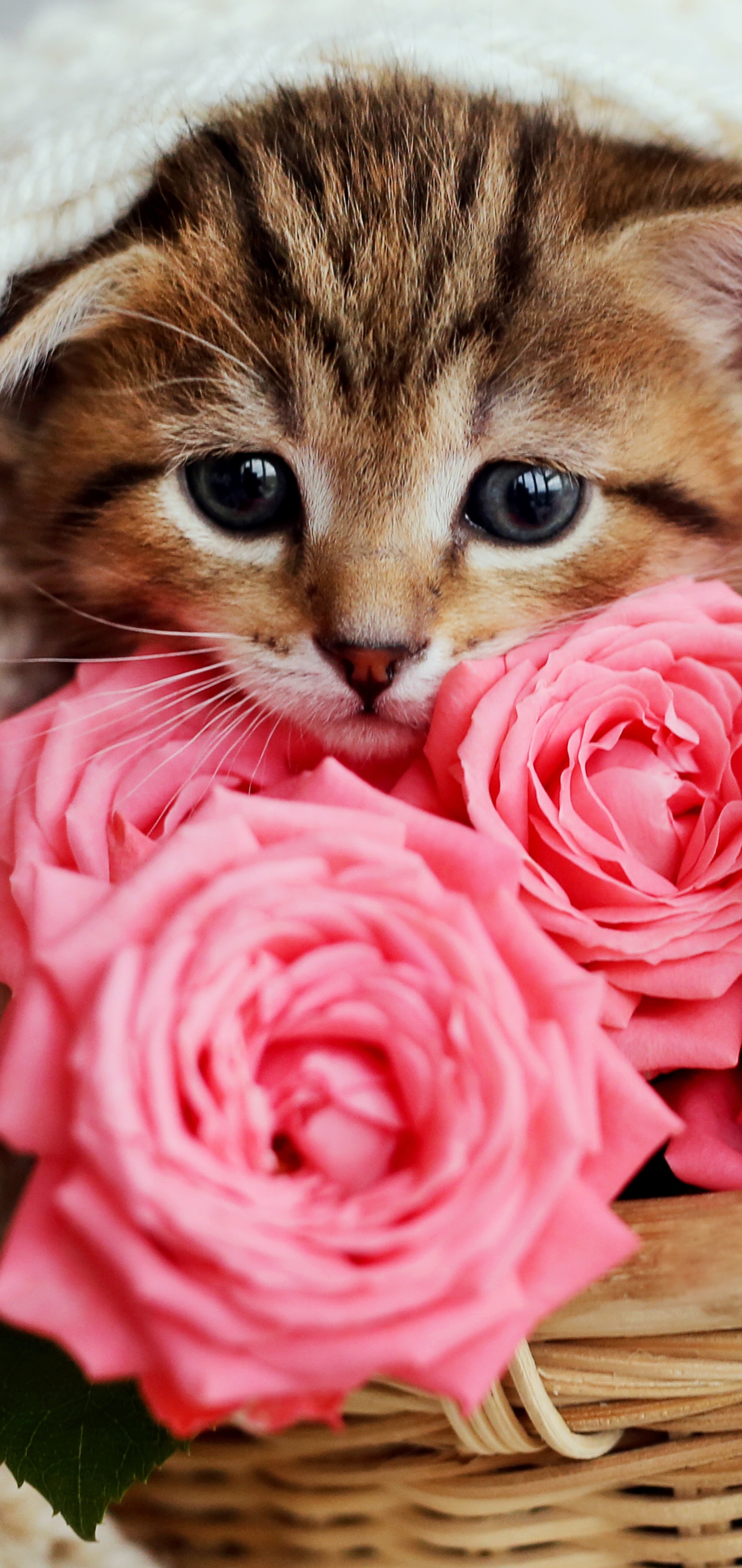 Download mobile wallpaper Cats, Flower, Cat, Rose, Kitten, Animal, Baby Animal for free.