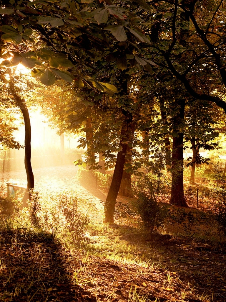 Download mobile wallpaper Sun, Forest, Tree, Earth, Sunlight, Scenic for free.