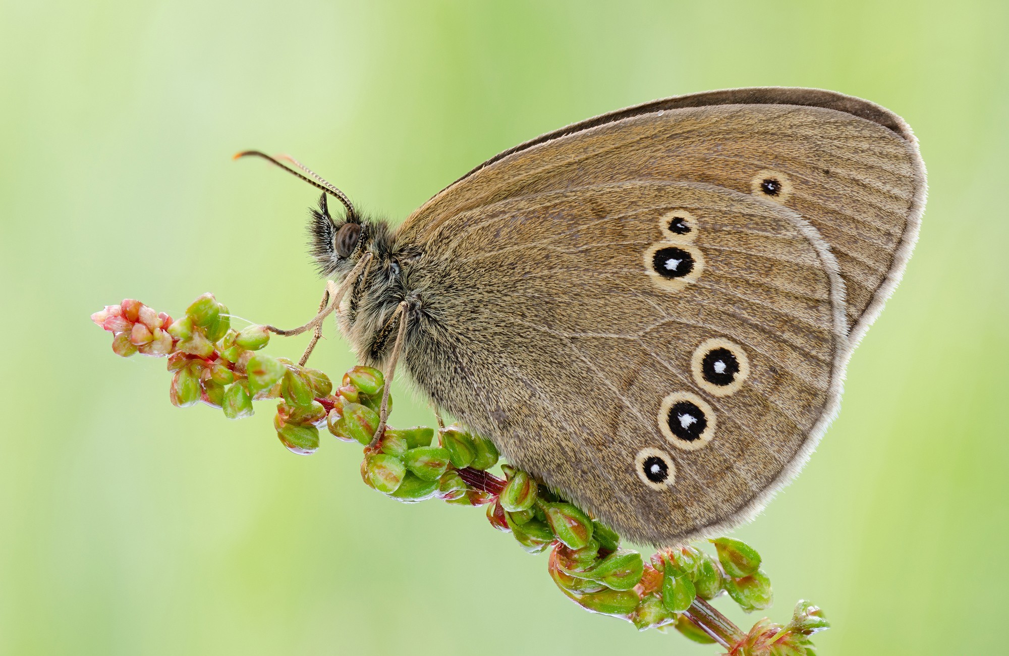 Descarga gratuita de fondo de pantalla para móvil de Animales, Mariposa, Macrofotografía.