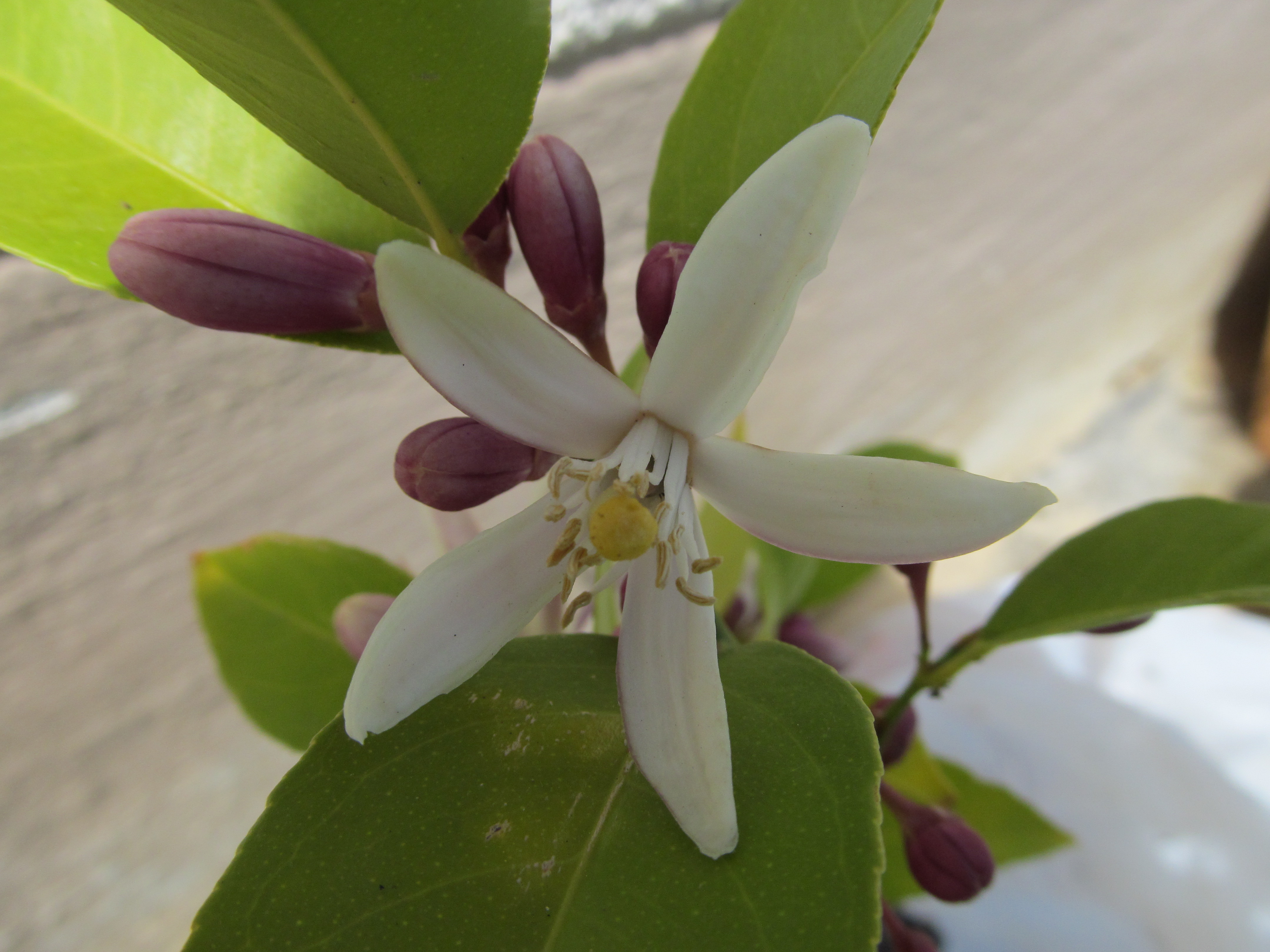 Descarga gratis la imagen Flores, Flor, Tierra/naturaleza en el escritorio de tu PC