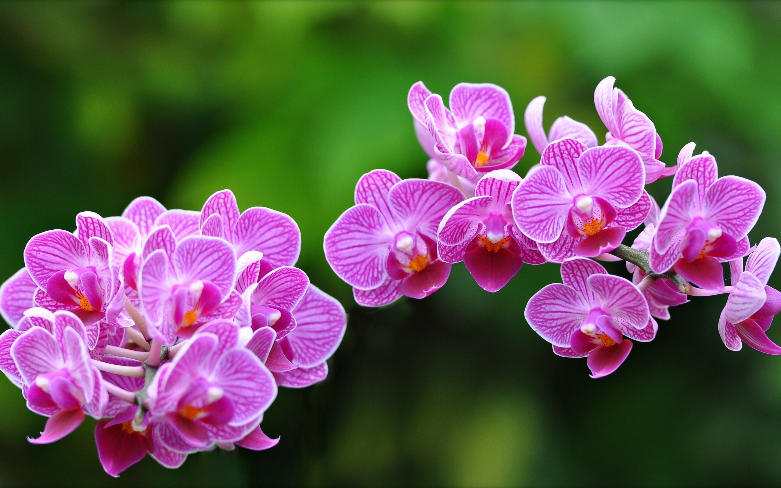 309490 baixar papel de parede terra/natureza, orquídea, flores - protetores de tela e imagens gratuitamente