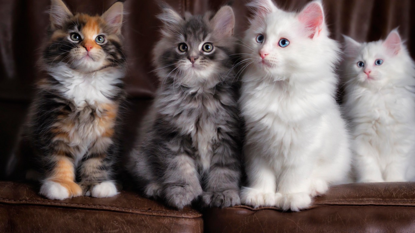 Descarga gratis la imagen Animales, Gatos, Gato, Lindo en el escritorio de tu PC