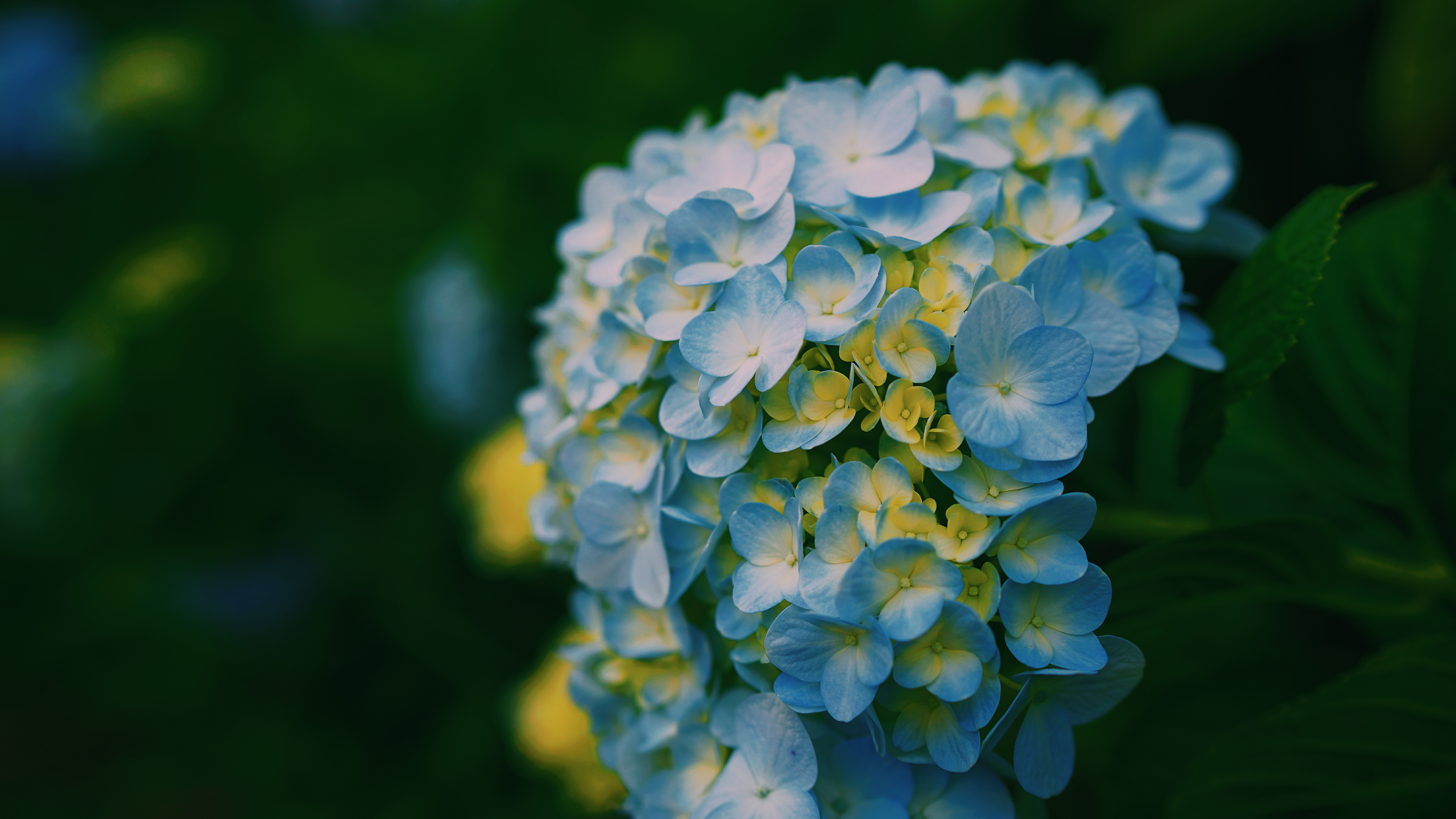 flowers, light, petals, blur, smooth, close up, light coloured, hydrangeas