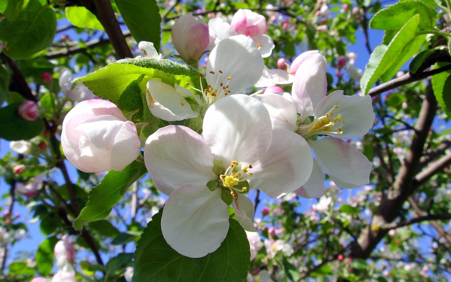 Laden Sie das Blüte, Erde/natur-Bild kostenlos auf Ihren PC-Desktop herunter