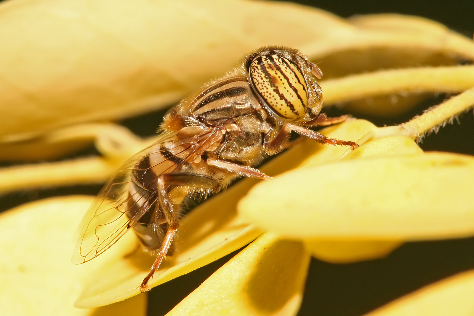 Download mobile wallpaper Animal, Hoverfly for free.