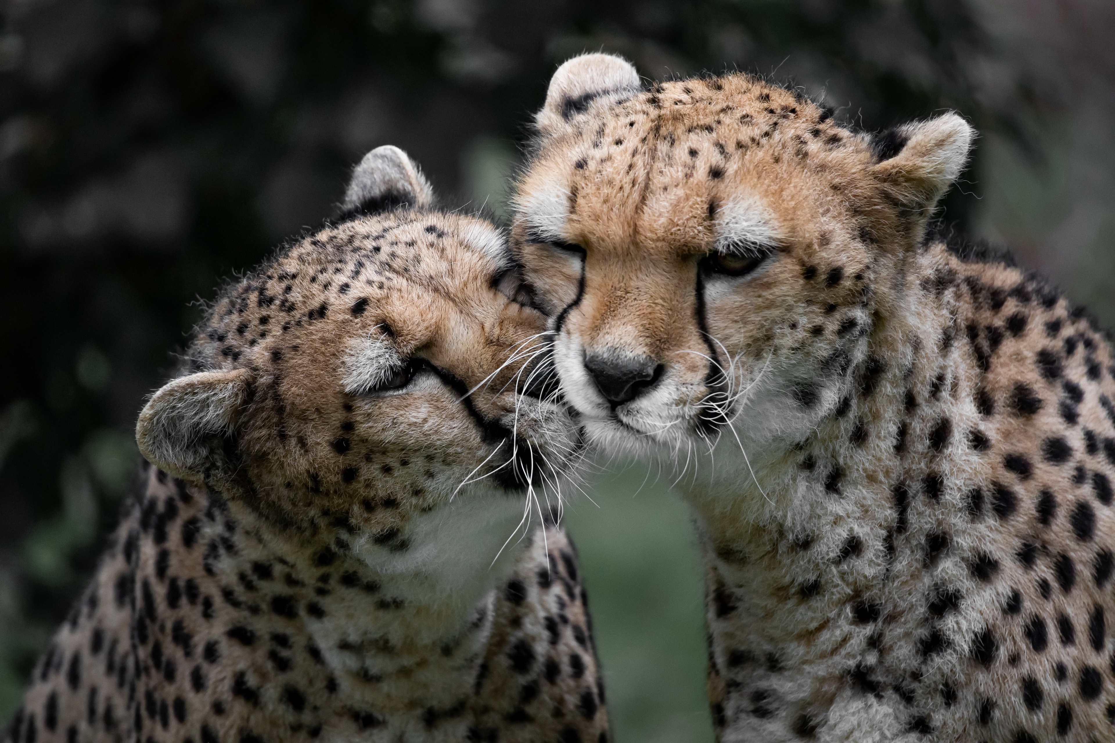 Téléchargez gratuitement l'image Animaux, Chats, Guépard sur le bureau de votre PC