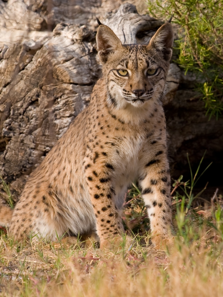 Download mobile wallpaper Cats, Animal, Lynx, Bobcat for free.