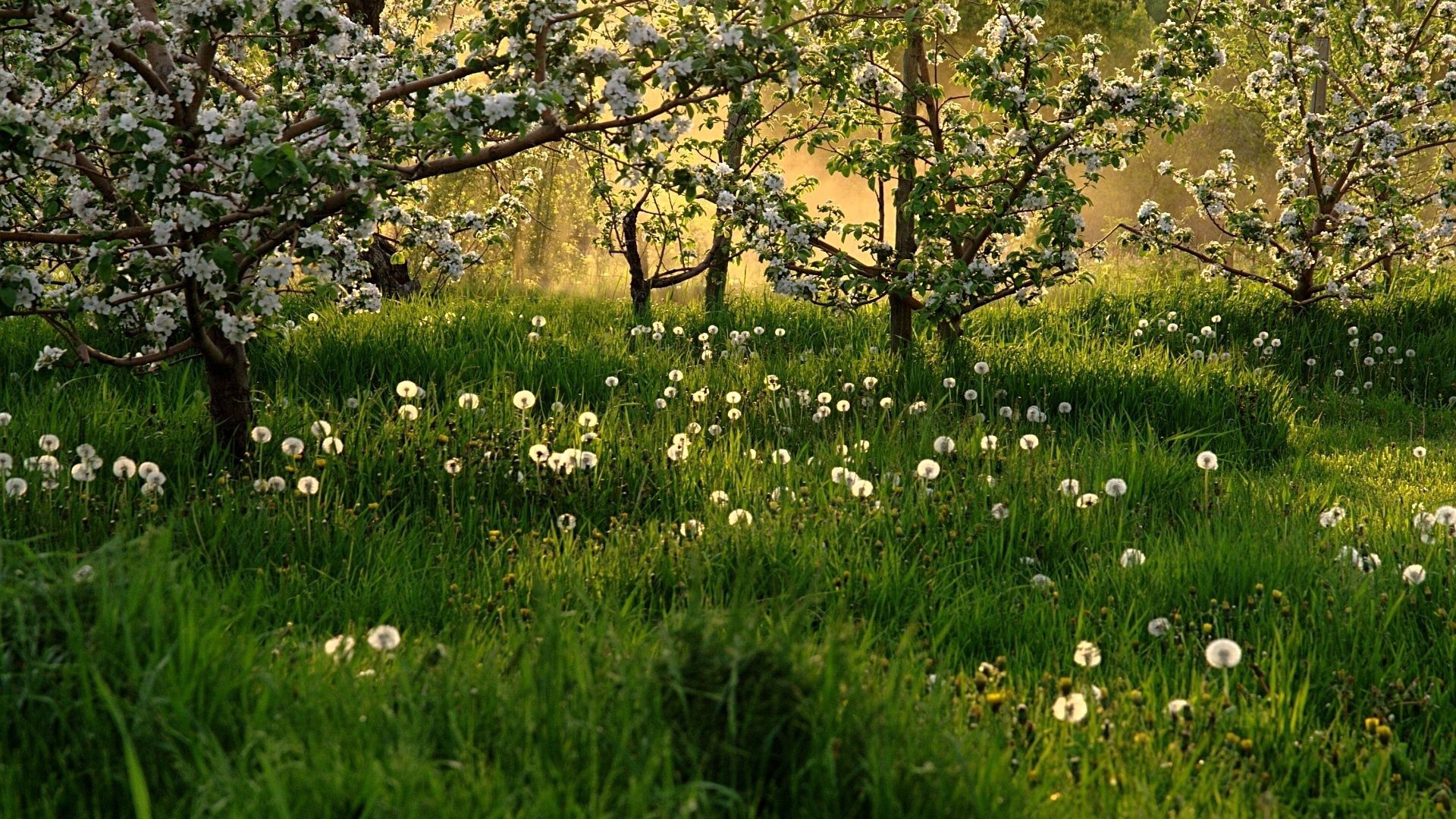 PC Wallpapers nature, trees, grass, dandelions, field