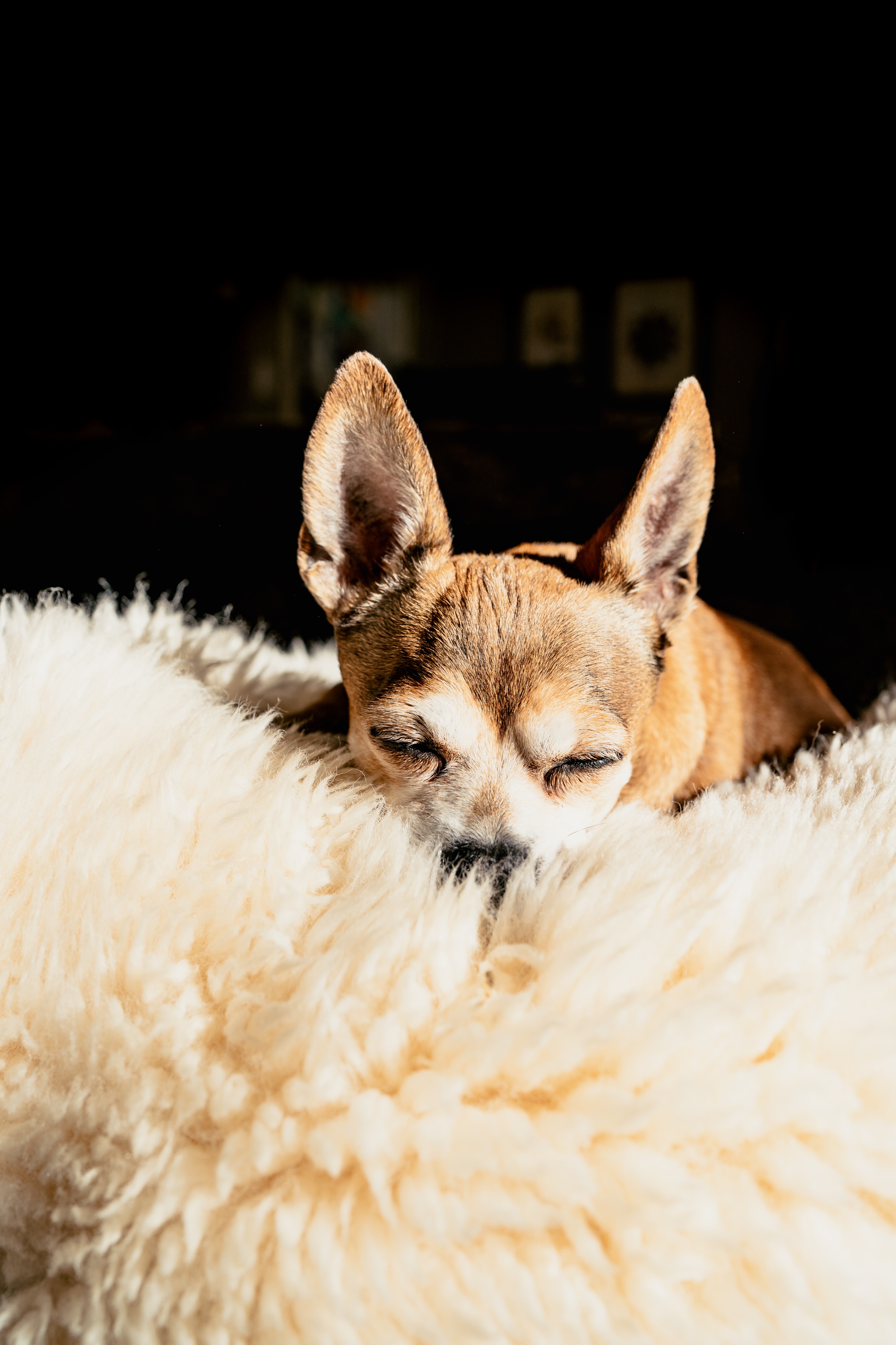 Handy-Wallpaper Braun, Traum, Chihuahua, Tiere, Hund, Haustier, Schlafen kostenlos herunterladen.