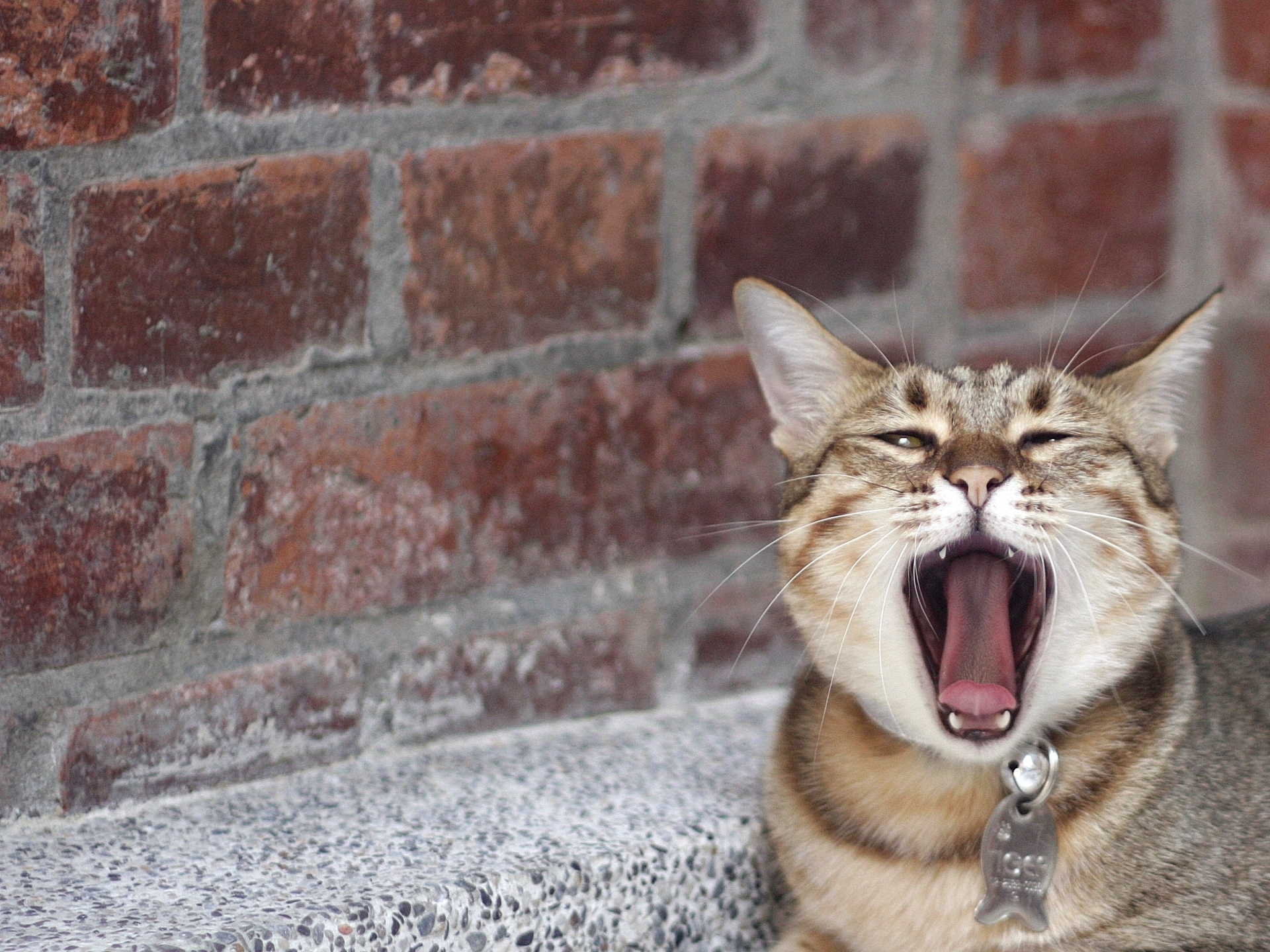 Baixe gratuitamente a imagem Animais, Gatos, Gato na área de trabalho do seu PC