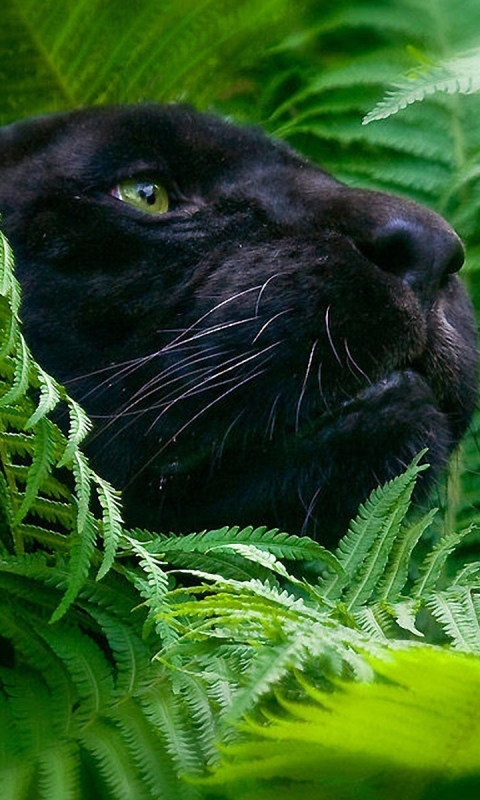 Download mobile wallpaper Cats, Animal, Black Panther for free.