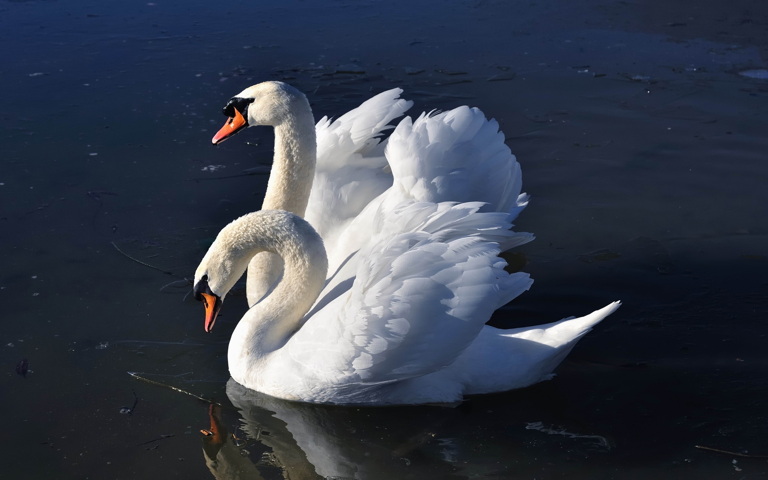 animal, mute swan, birds
