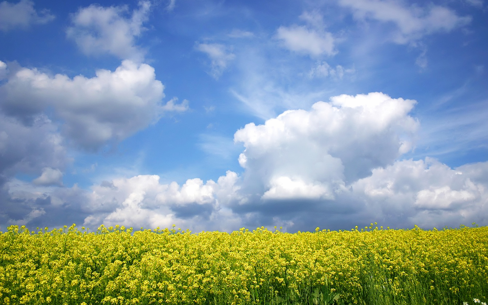 Descarga gratuita de fondo de pantalla para móvil de Flores, Flor, Tierra/naturaleza.