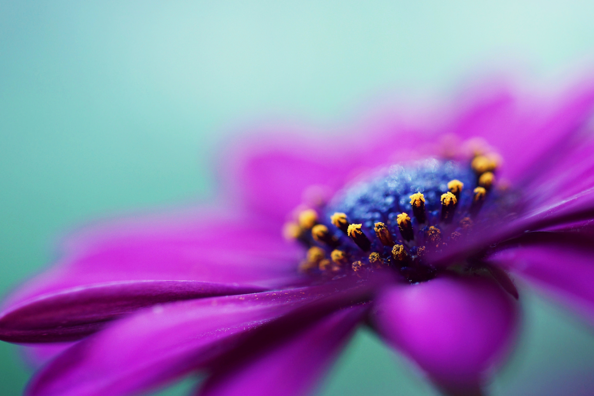 Download mobile wallpaper Nature, Flowers, Flower, Macro, Earth, Daisy, Purple Flower for free.