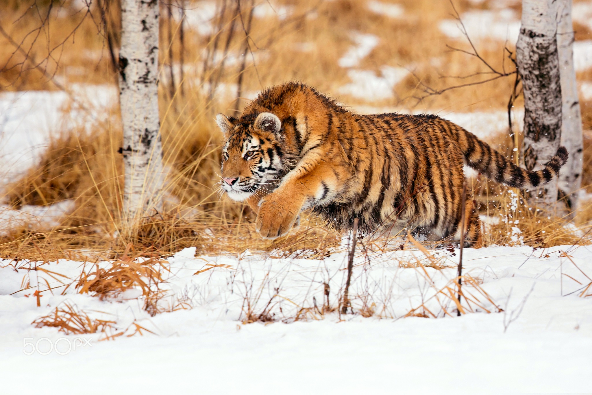 Laden Sie das Tiere, Winter, Katzen, Schnee, Tiger-Bild kostenlos auf Ihren PC-Desktop herunter