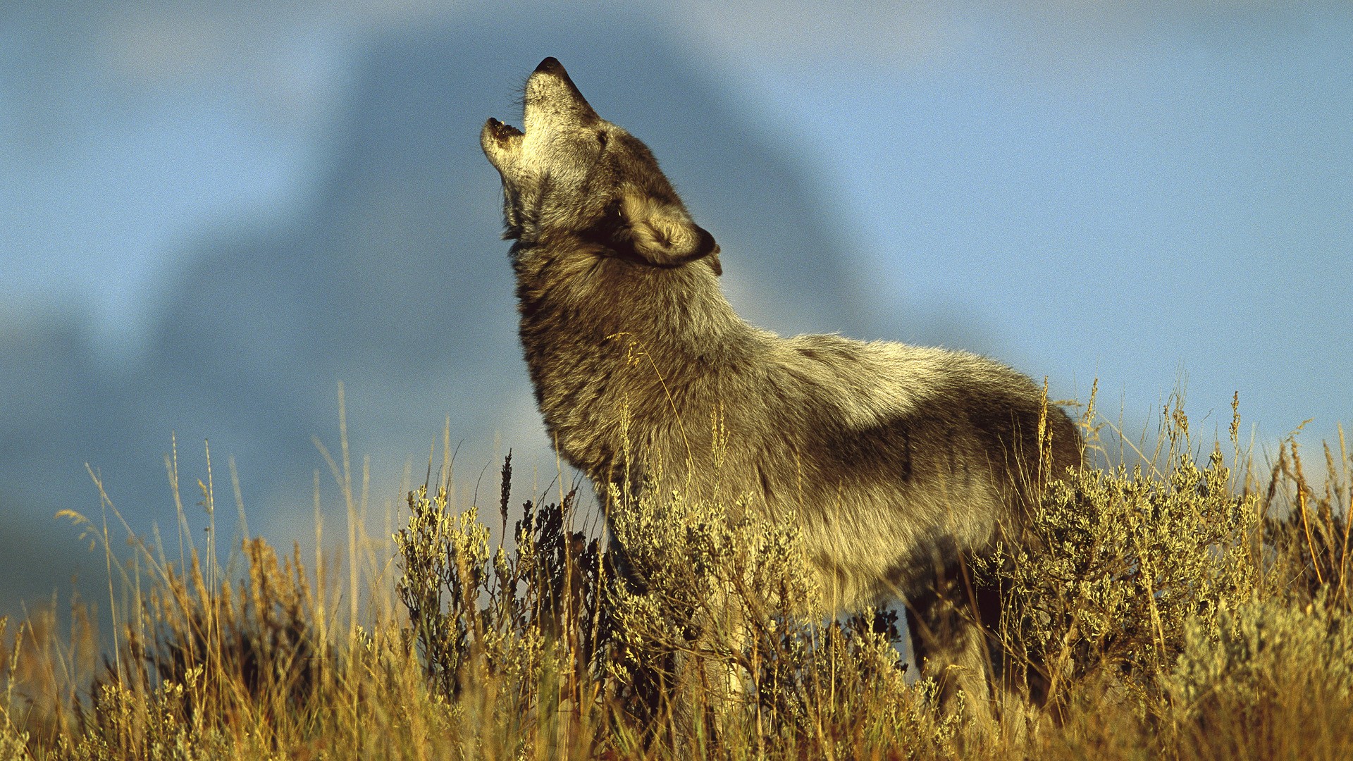 animal, wolf, howling