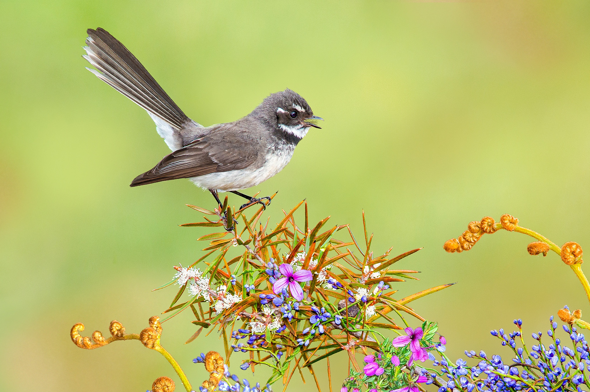 Handy-Wallpaper Tiere, Vögel, Blume, Vogel kostenlos herunterladen.