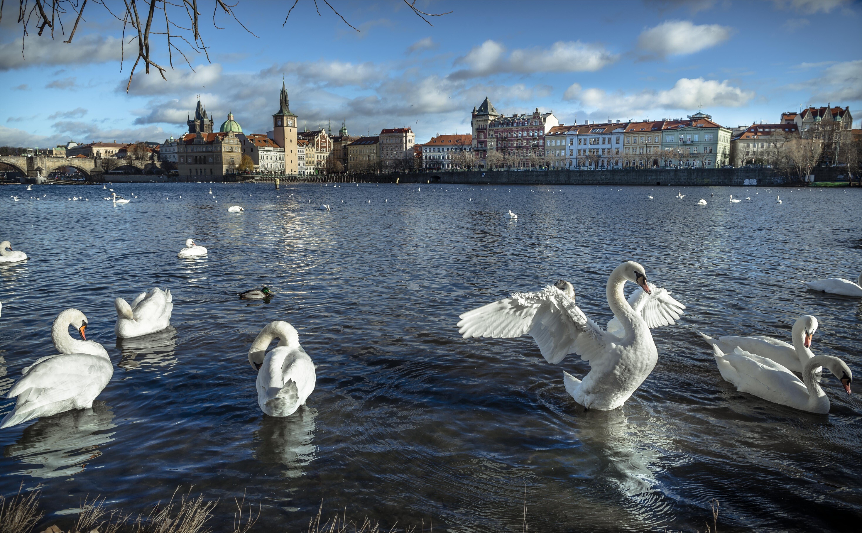 Download mobile wallpaper Birds, City, Building, Bird, Animal, Swan, Prague, River, Czech Republic, Mute Swan for free.