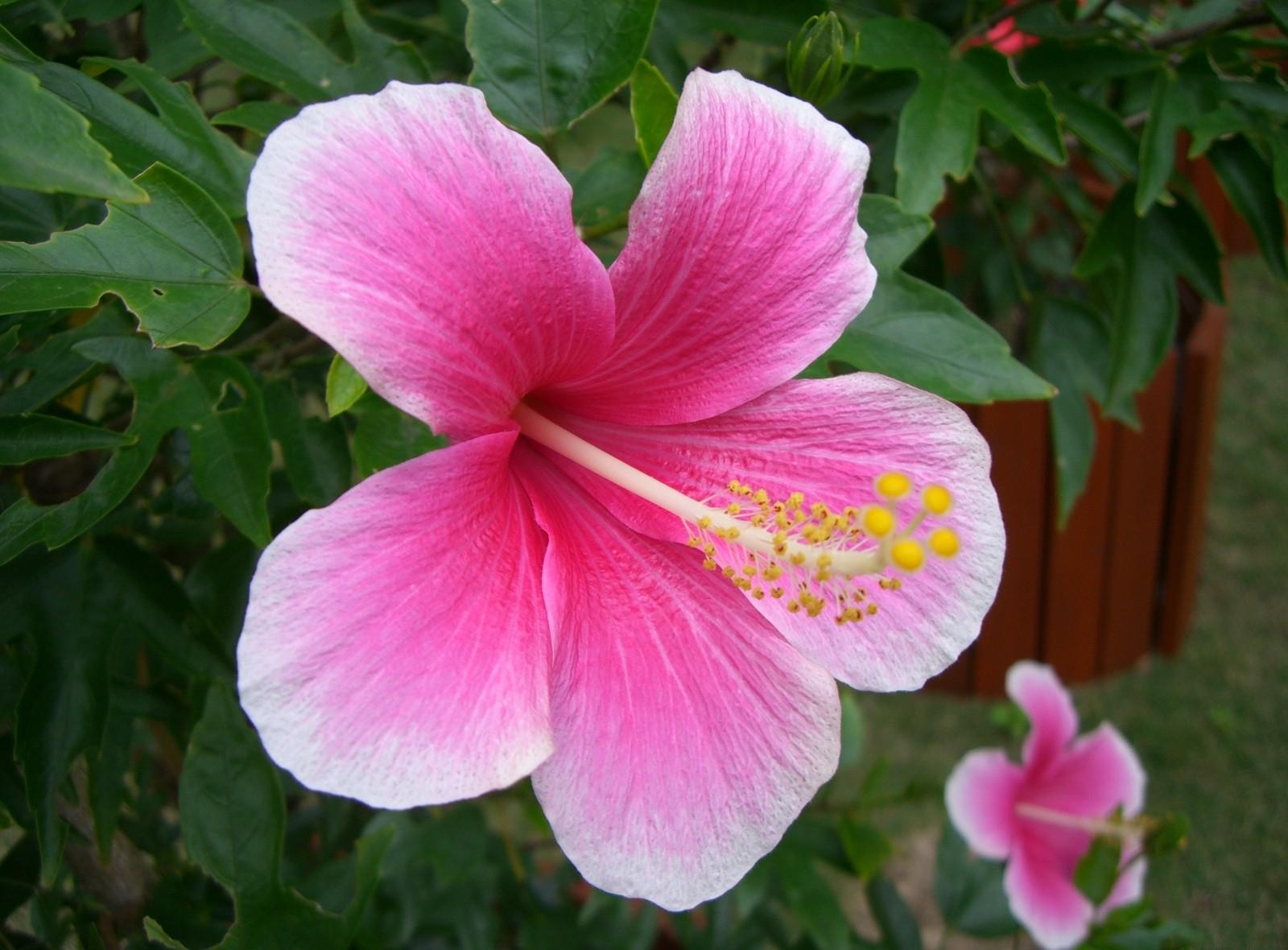 Free download wallpaper Greens, Flowers, Pink, Bloom, Flowering, Hibiscus on your PC desktop