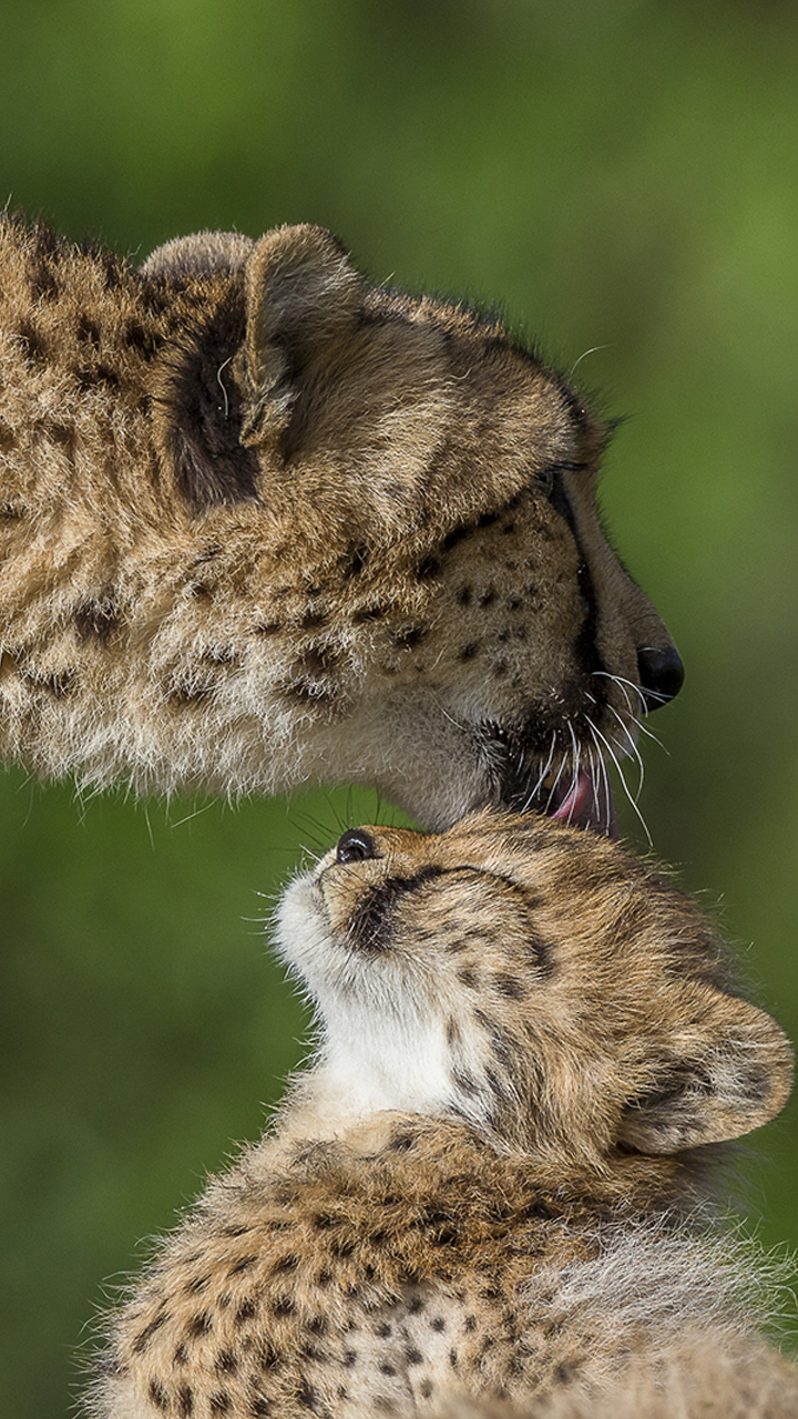 Download mobile wallpaper Cats, Cheetah, Animal, Cub for free.