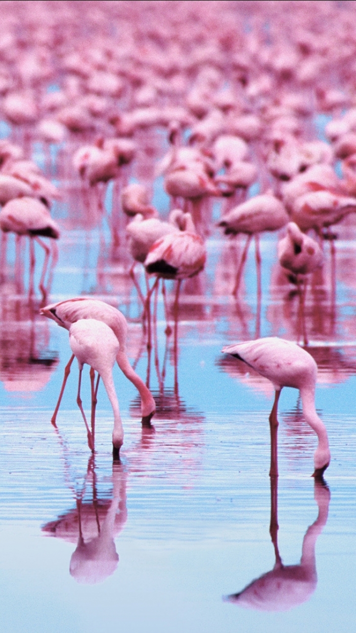 Download mobile wallpaper Birds, Flamingo, Animal for free.