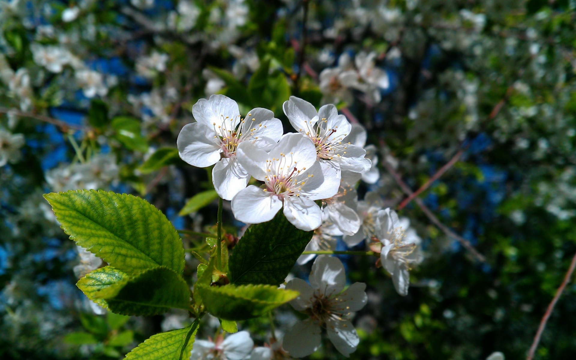 Baixe gratuitamente a imagem Flores, Flor, Terra/natureza na área de trabalho do seu PC