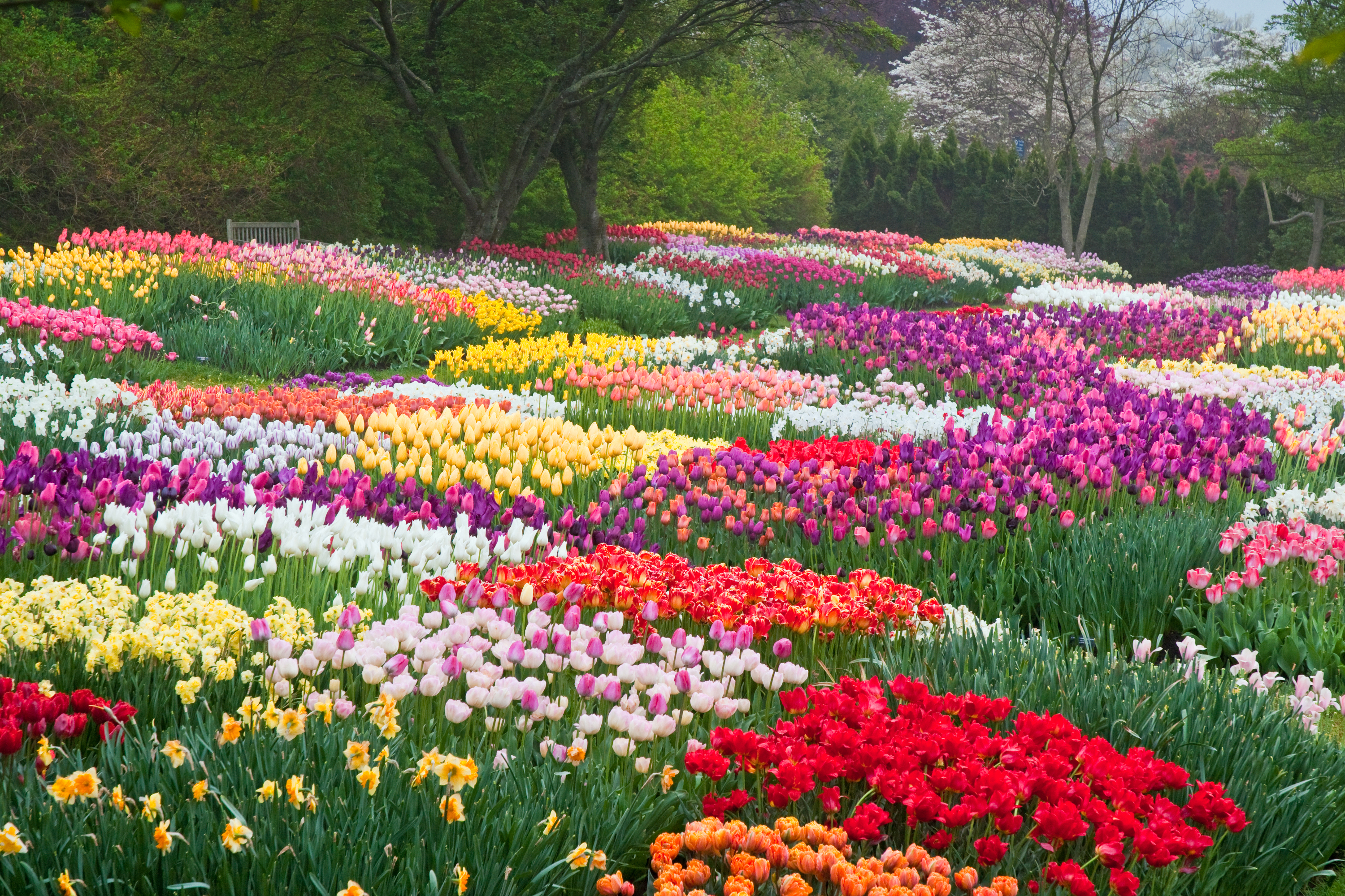 836466壁紙のダウンロード春, 地球, カラフル, 色, 花, オランダ, 公園, チューリップ-スクリーンセーバーと写真を無料で