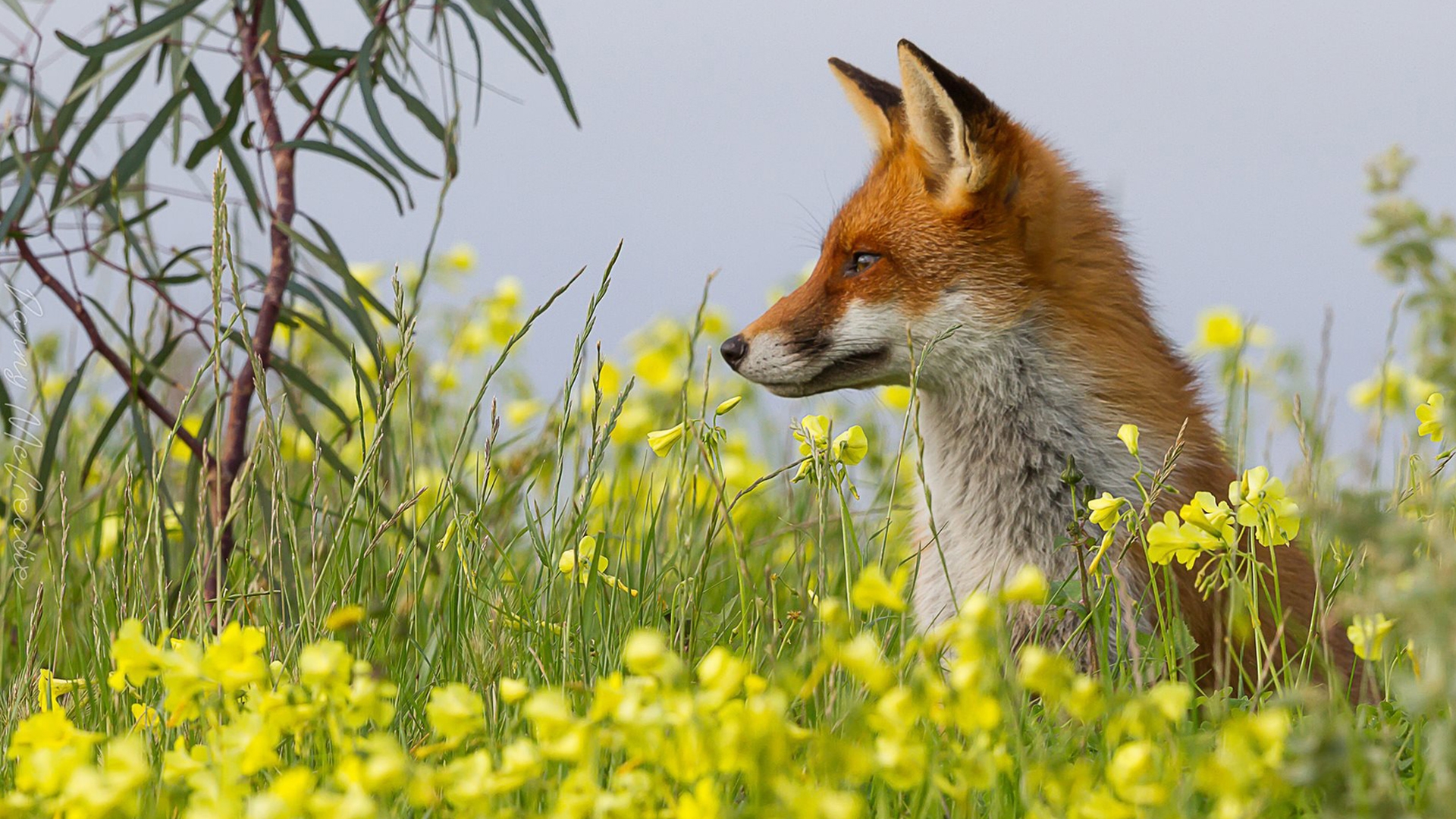 Download mobile wallpaper Nature, Fox, Flower, Animal for free.