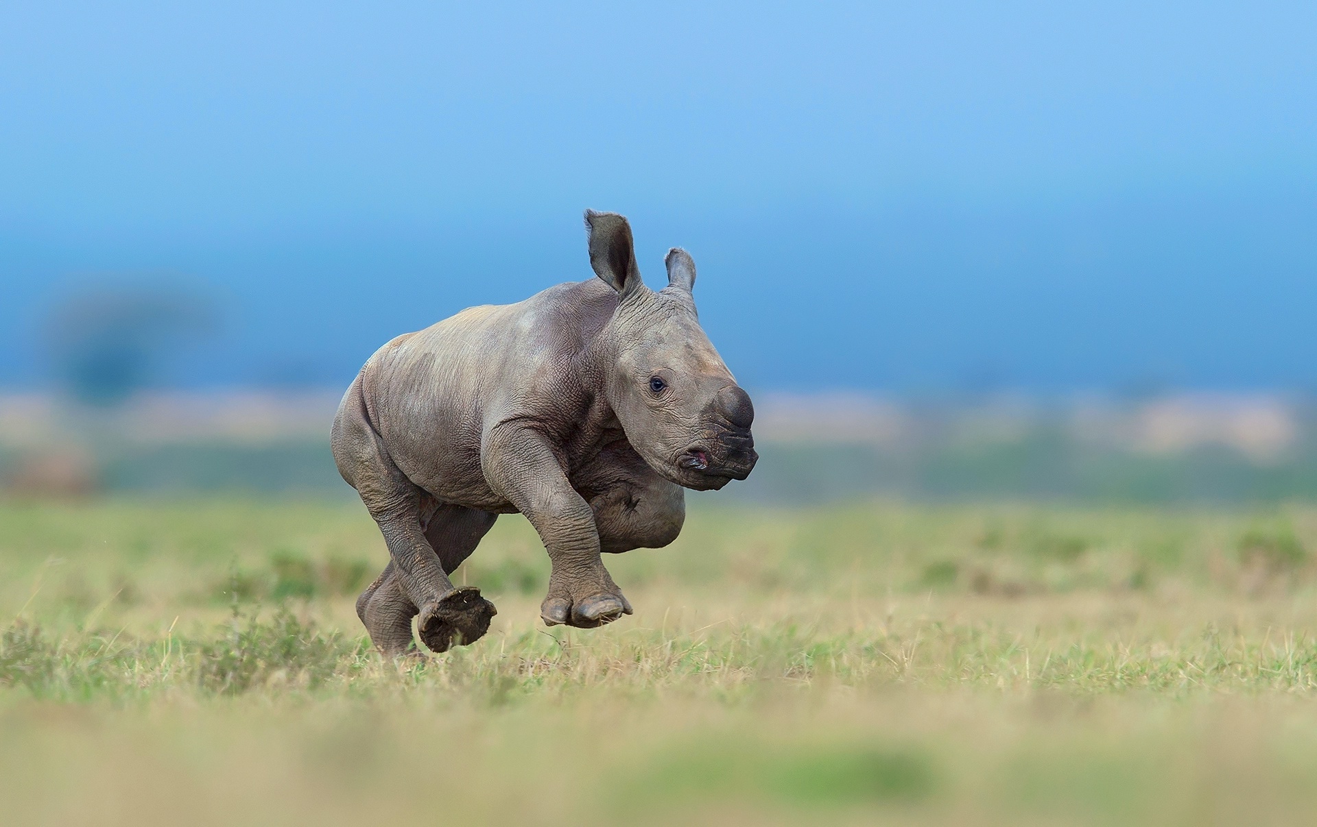 Baixar papel de parede para celular de Animais, Rinoceronte, Animal Bebê, Profundidade De Campo gratuito.