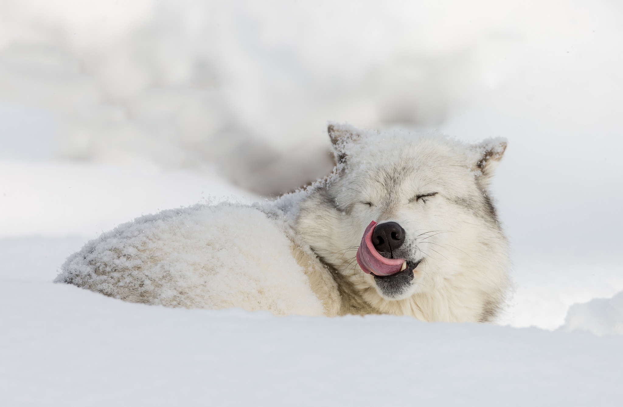 無料モバイル壁紙動物, オオカミ, 冬, 雪, 狼をダウンロードします。