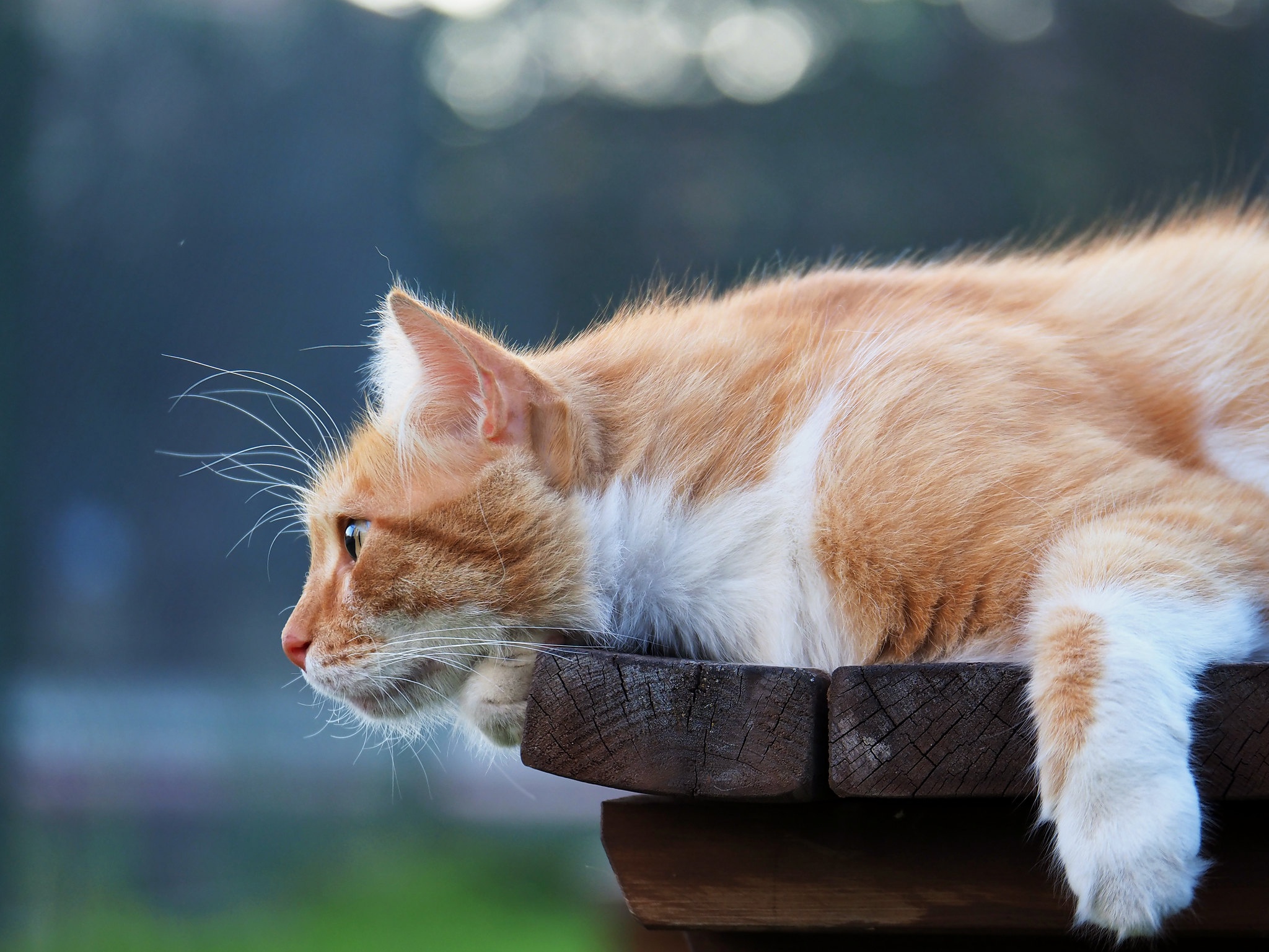 Téléchargez gratuitement l'image Animaux, Chats, Chat sur le bureau de votre PC