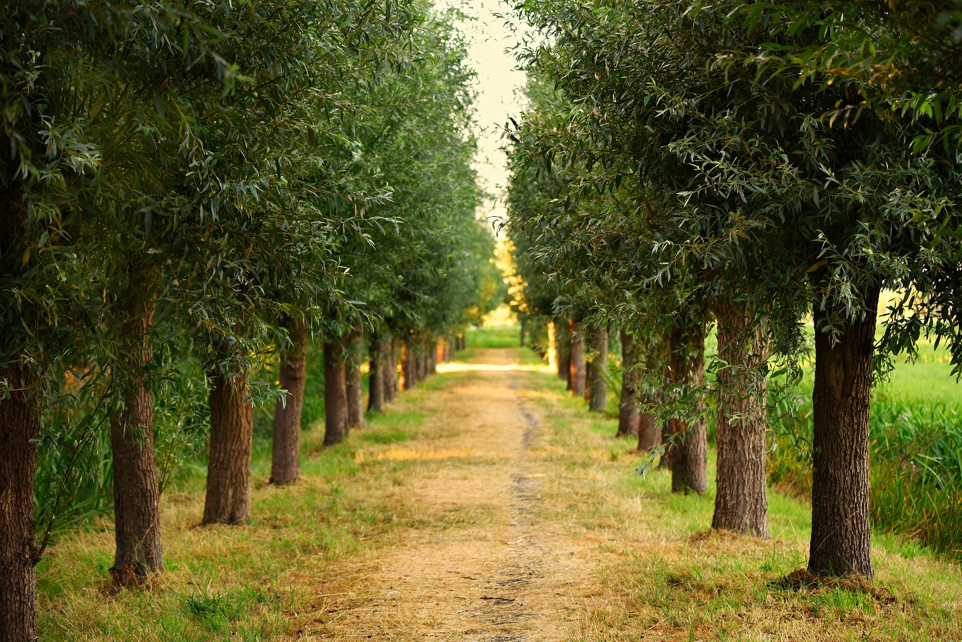 Baixe gratuitamente a imagem Natureza, Caminho, Árvore, Terra/natureza na área de trabalho do seu PC