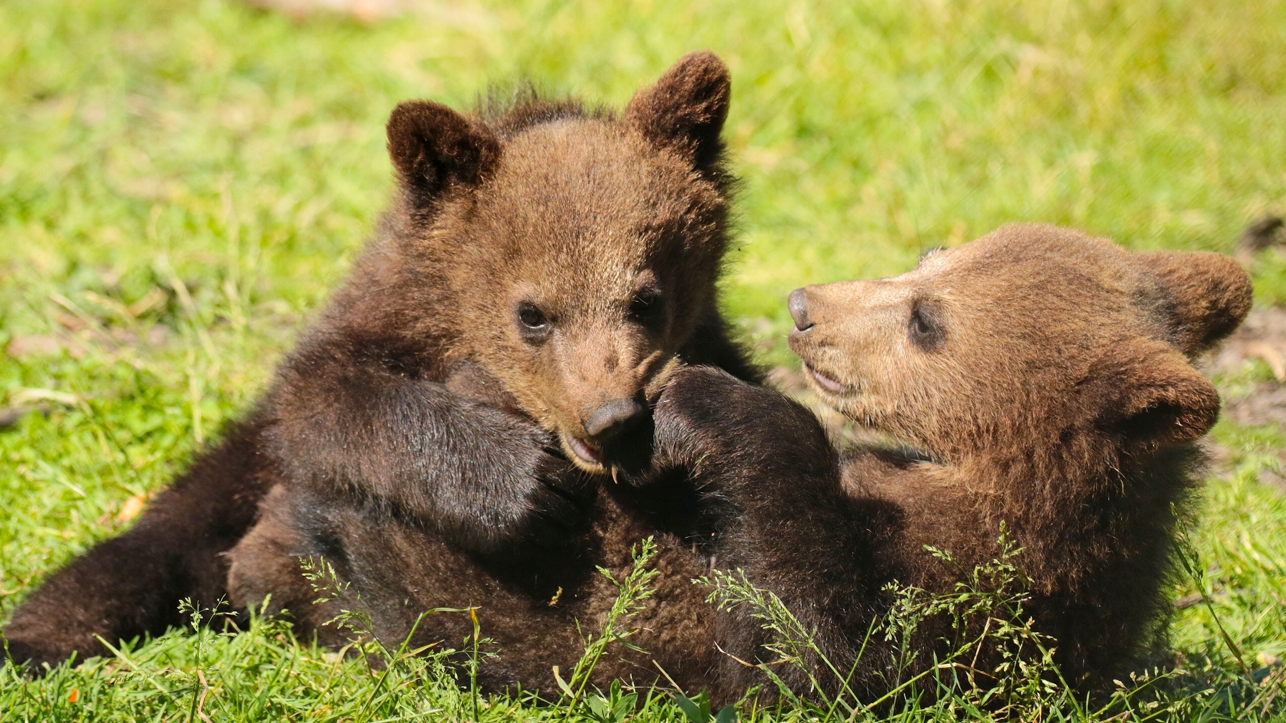 Download mobile wallpaper Grass, Bears, Bear, Animal, Playing, Baby Animal, Cub for free.