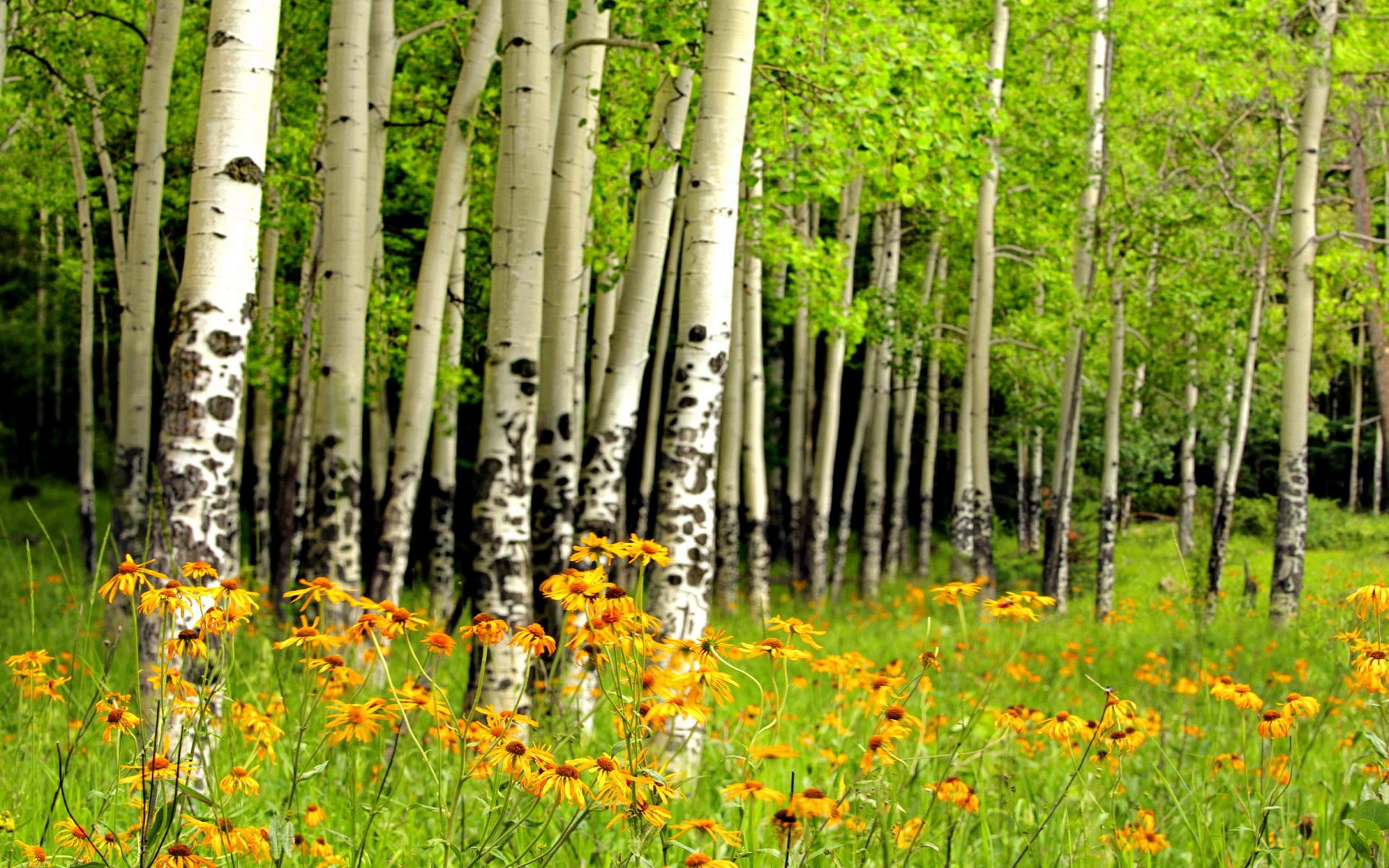 Téléchargez gratuitement l'image Herbe, Fleur, Forêt, Bouleau, Fleur Jaune, Terre/nature sur le bureau de votre PC