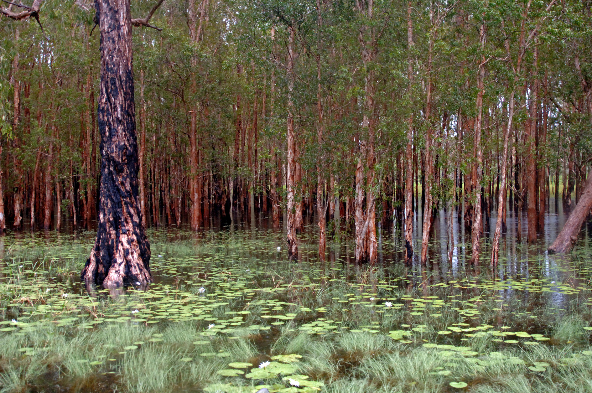 Die besten Kakadu Nationalpark-Hintergründe für den Telefonbildschirm