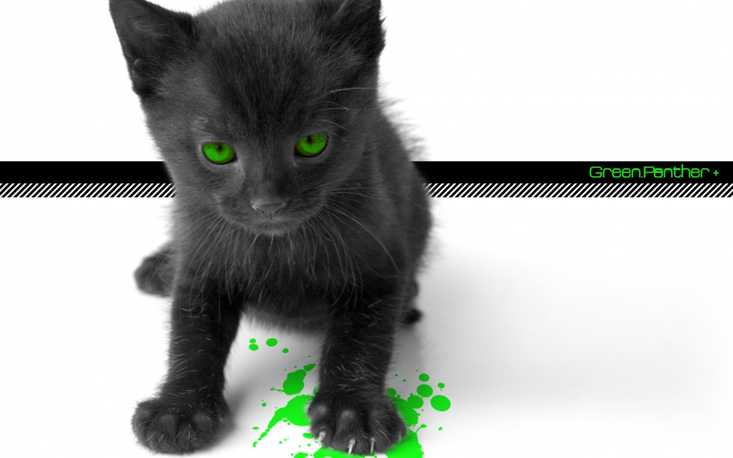 Baixe gratuitamente a imagem Animais, Gatos, Fotografia Artística na área de trabalho do seu PC