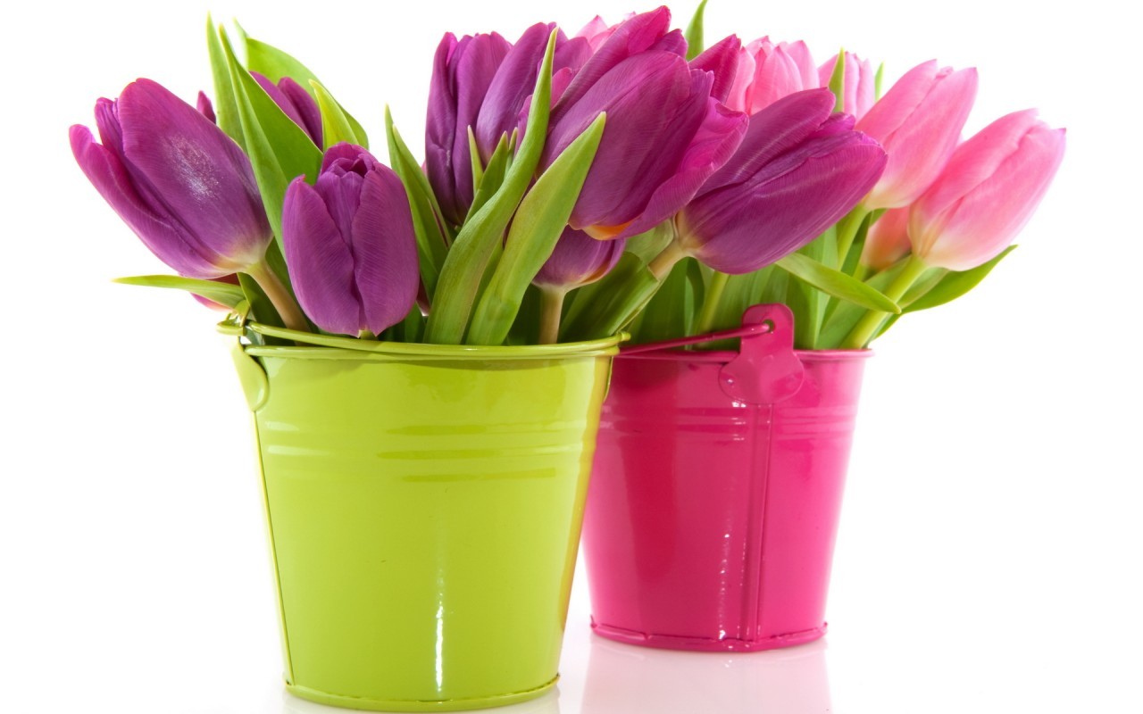 Descarga gratuita de fondo de pantalla para móvil de Plantas, Bouquets, Flores, Tulipanes.