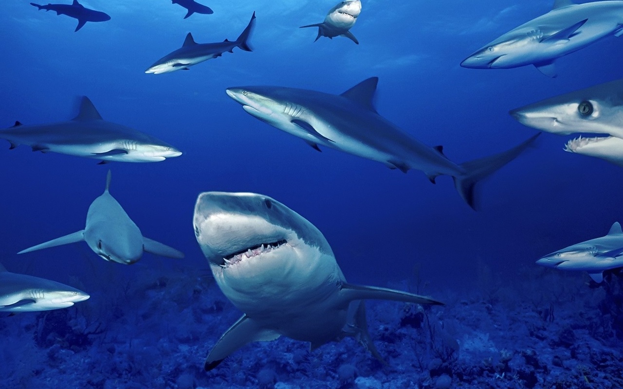Free download wallpaper Animal, Fish, Underwater, Shark on your PC desktop