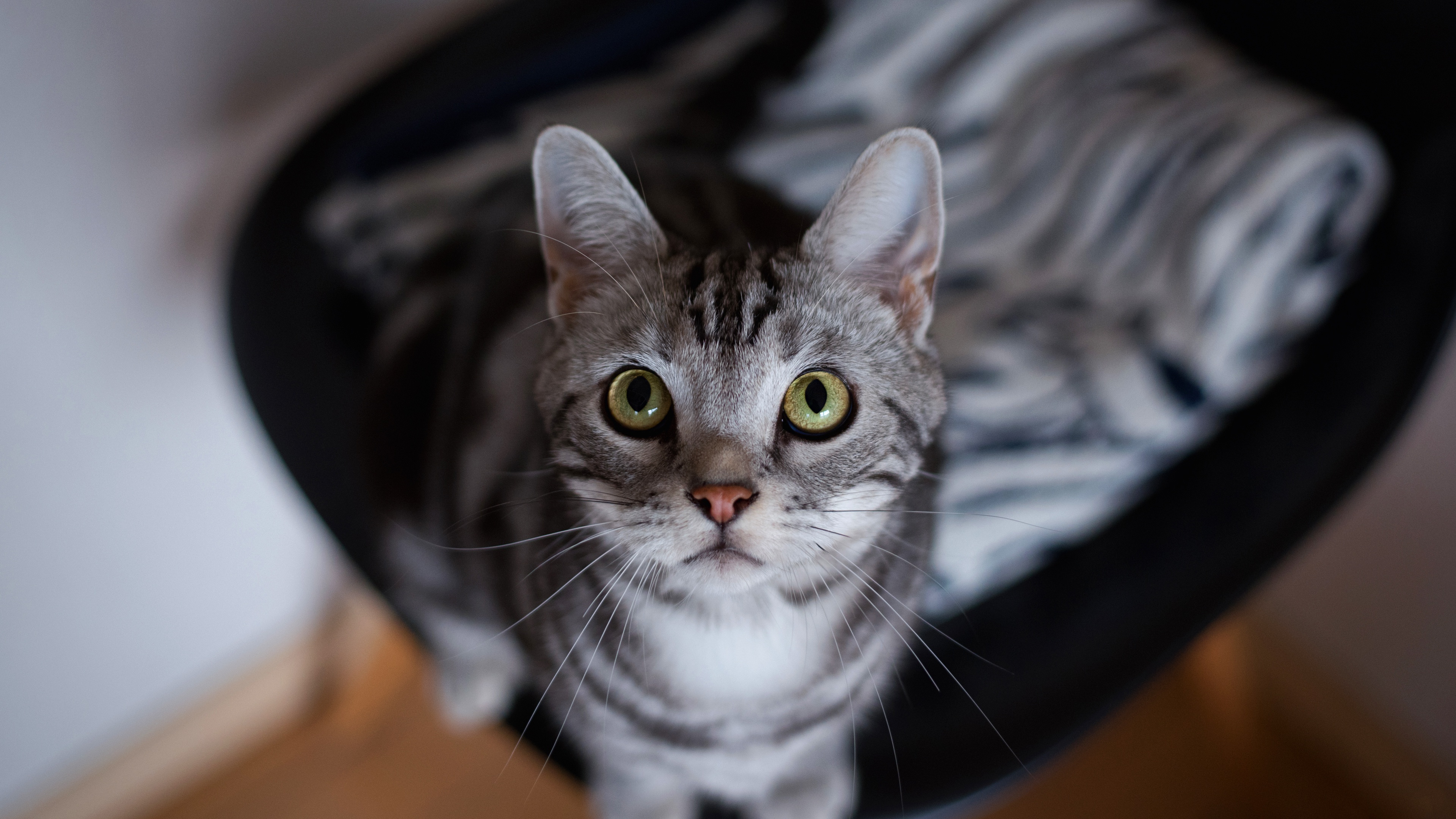 Baixe gratuitamente a imagem Animais, Gatos, Gato na área de trabalho do seu PC