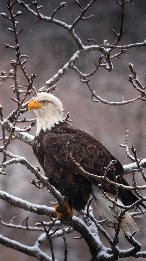 Download mobile wallpaper Birds, Animal, Eagle, Bald Eagle, Snowfall, Bird Of Prey for free.