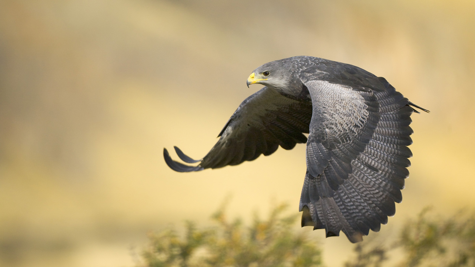 Téléchargez des papiers peints mobile Animaux, Oiseau gratuitement.