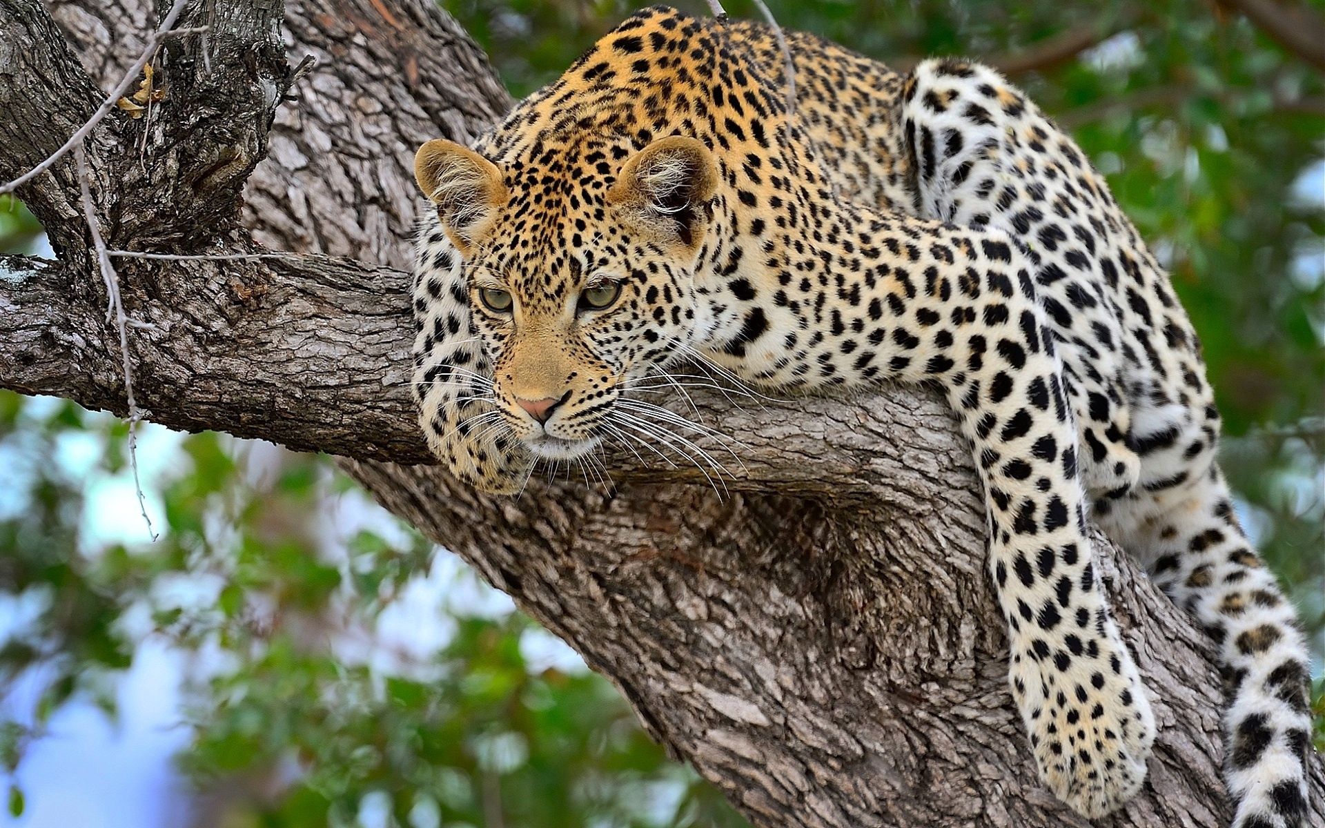 60312 скачать обои гепард, лежать, большая кошка, животные, хищник - заставки и картинки бесплатно