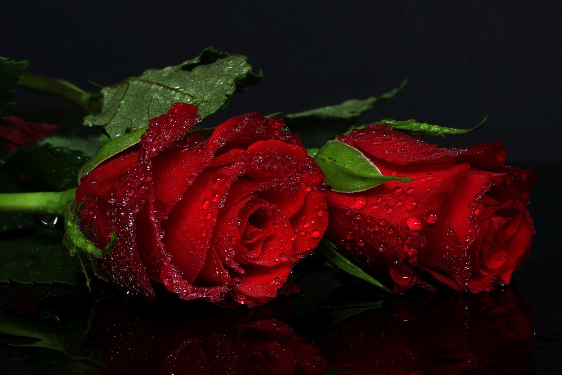 Download mobile wallpaper Nature, Flowers, Flower, Rose, Close Up, Earth, Red Flower, Water Drop for free.